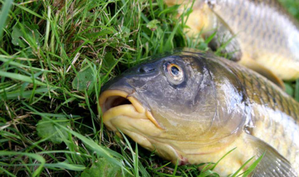 Graskarpfen - Tipps und Tricks für Angler
