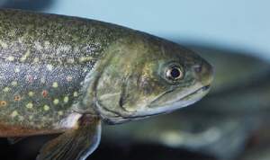 Der Bachsaibling - ein nordamerikanischer Fisch